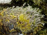 Cladonia squamosa image
