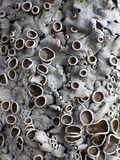 Parmelina carporrhizans image
