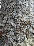 Parmelina carporrhizans image