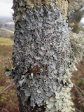 Parmelina carporrhizans image