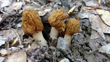 Verpa bohemica image