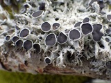 Physcia leptalea image
