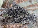 Physcia leptalea image