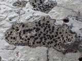 Lecidella elaeochroma f. elaeochroma image