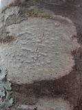 Pertusaria leioplaca image