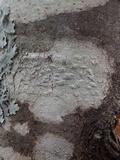 Pertusaria leioplaca image