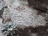 Pertusaria leioplaca image