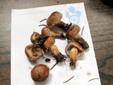 Hebeloma excedens image
