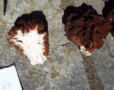 Gyromitra caroliniana image