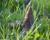 Morchella importuna image