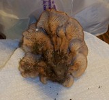 Lentinellus cochleatus image