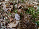 Mycena plumipes image