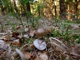 Mycena plumipes image