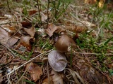 Mycena plumipes image