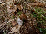 Mycena plumipes image