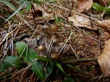 Mycena plumipes image