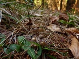 Mycena plumipes image