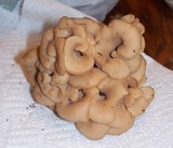 Lentinellus cochleatus image