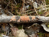 Peniophora polygonia image