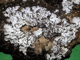 Physconia enteroxantha image