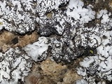 Physconia enteroxantha image