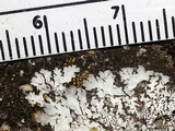Physconia enteroxantha image