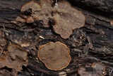 Hydnoporia tabacina image