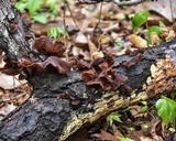 Auricularia fuscosuccinea image