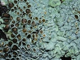 Physcia aipolia image