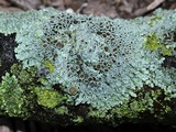 Physcia aipolia image