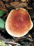 Gymnopilus luteofolius image
