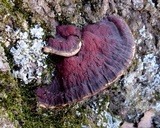 Ganoderma sessile image
