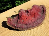 Ganoderma sessile image