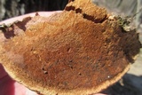 Ganoderma sessile image