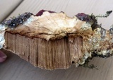 Ganoderma sessile image