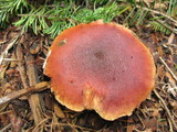 Gymnopilus luteofolius image