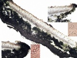 Rhizoplaca melanophthalma image