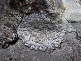 Physcia caesia image