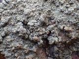 Rhizoplaca melanophthalma image