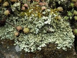 Xanthoparmelia protomatrae image