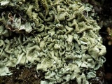 Xanthoparmelia protomatrae image