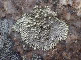 Xanthoparmelia mougeotii image