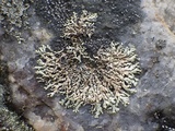Xanthoparmelia mougeotii image