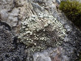 Xanthoparmelia mougeotii image