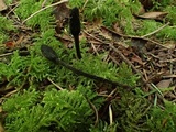 Trichoglossum hirsutum image