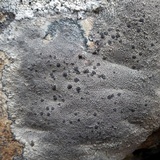 Lecidea fuscoatra image