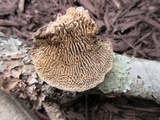 Daedalea quercina image
