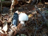 Amanita polypyramis image