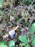 Cortinarius iodes image