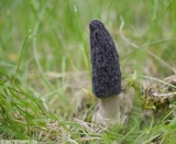 Morchella importuna image